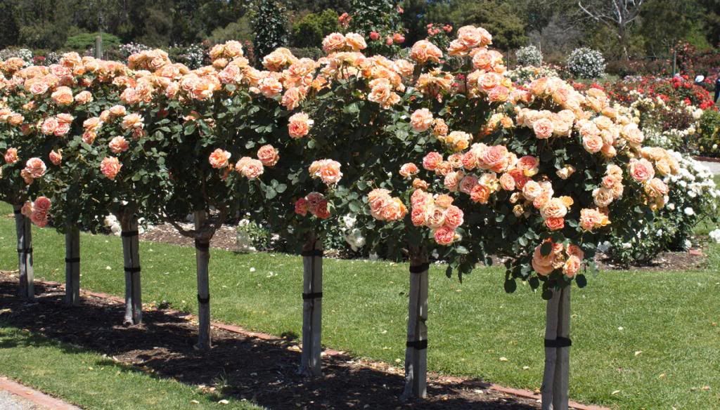  photo BrassBand2_zps75df6ea3.jpg